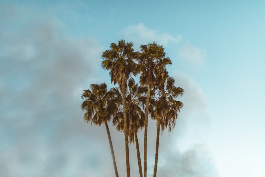 Reconsider the Palm Tree | Blog Posts | LA Podcast